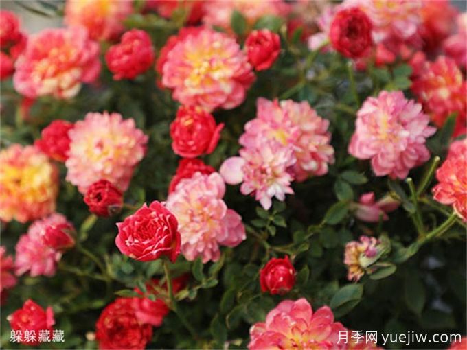 推荐12个超级微型月季品种,个个都是开花机器(图2) 推荐12个超级微型月季品种,个个都是开花机器(图2)