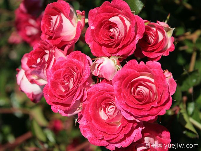 推荐12个超级微型月季品种,个个都是开花机器(图3) 推荐12个超级微型月季品种,个个都是开花机器(图3)