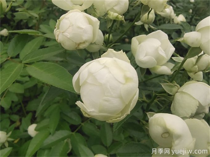 推荐12个超级微型月季品种,个个都是开花机器(图4) 推荐12个超级微型月季品种,个个都是开花机器(图4)