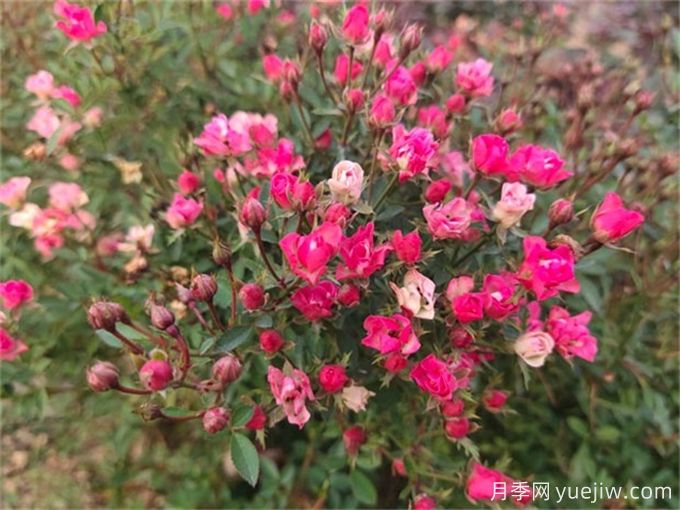 推荐12个超级微型月季品种,个个都是开花机器(图5) 推荐12个超级微型月季品种,个个都是开花机器(图5)