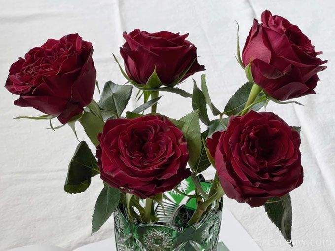 阿黑月季(图1) 阿黑月季(图1)