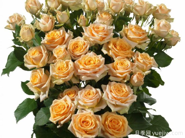 翠妮缇月季/翠尼提(图1) 翠妮缇月季/翠尼提(图1)