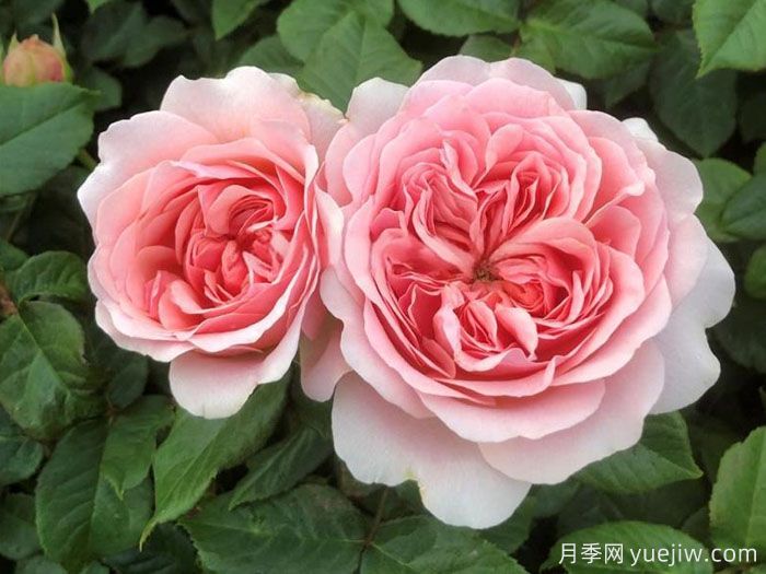 蒂尼月季(图1) 蒂尼月季(图1)