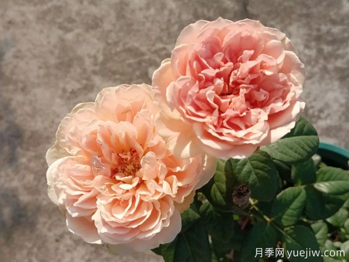 蒂尼月季(图2) 蒂尼月季(图2)