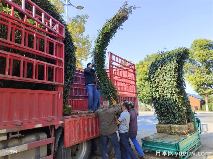 3米高造型大型月季拱门景区使用价格(图2) 3米高造型圆形大型月季拱门景区必备价格(图2)