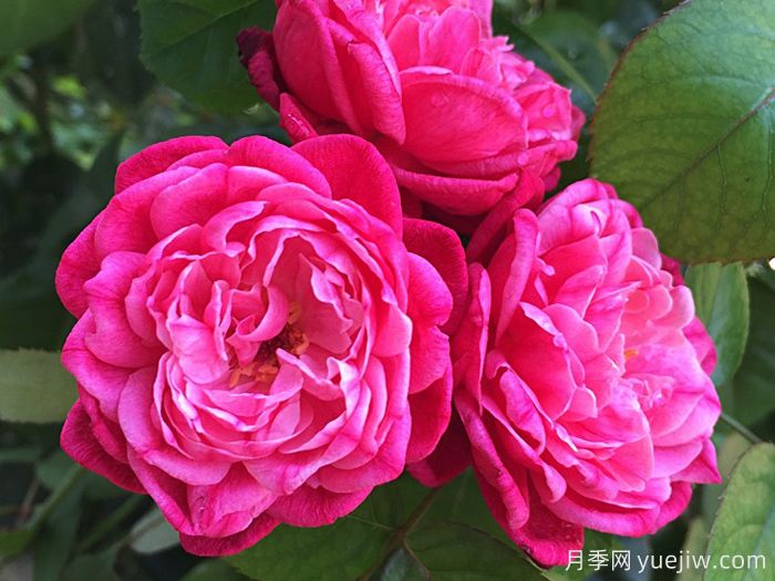 路易菲利普月季/保加利亚香水(图1) 路易菲利普月季/保加利亚香水(图1)