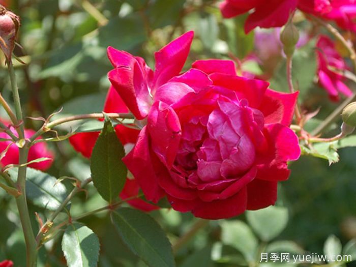 路易菲利普月季/保加利亚香水(图2) 路易菲利普月季/保加利亚香水(图2)