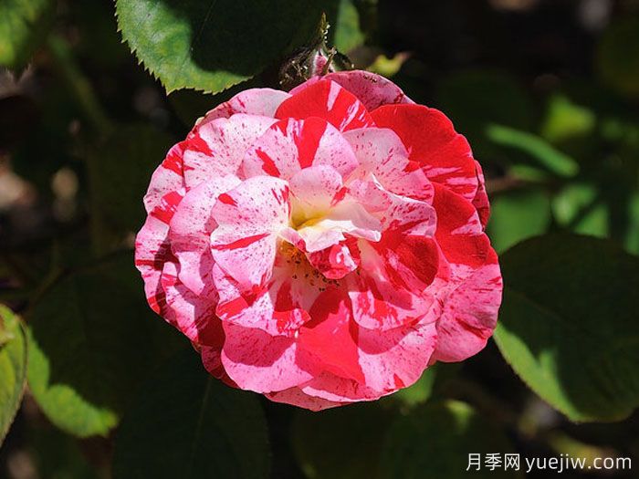 薄荷漩涡月季(图2) 薄荷漩涡月季(图2)