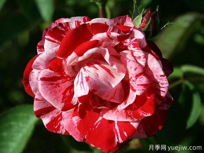 薄荷漩涡月季(图1) 薄荷漩涡月季(图1)