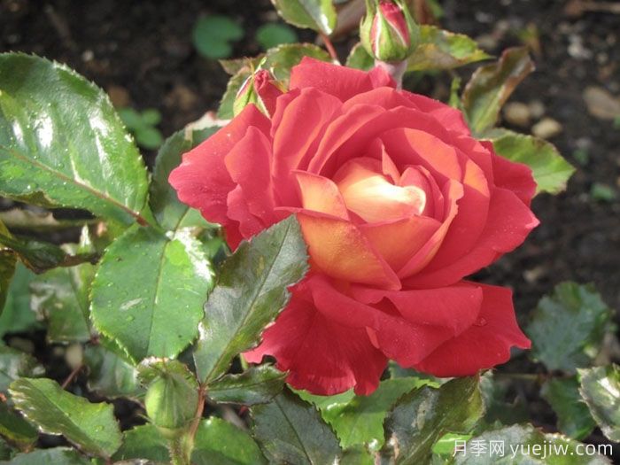 好奇心月季(图1) 好奇心月季(图1)