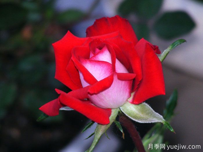 火与冰月季(图2) 火与冰月季(图2)