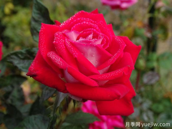 火与冰月季(图1) 火与冰月季(图1)