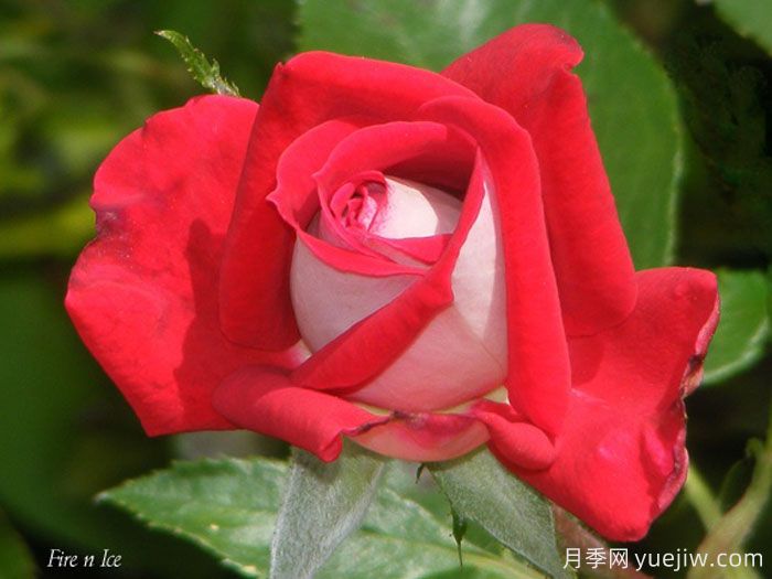 火与冰月季(图3) 火与冰月季(图3)