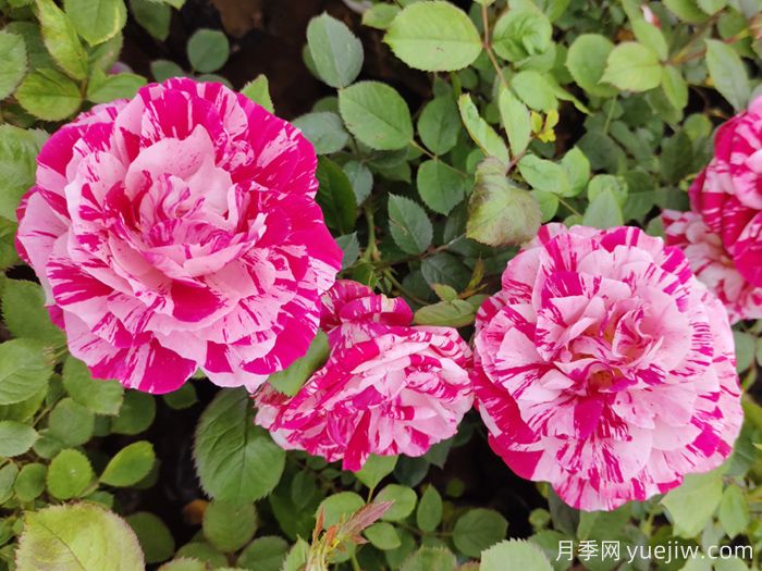 哪些植物相生相克?看其中奥秘(图1) 哪些植物相生相克?看其中奥秘(图1)