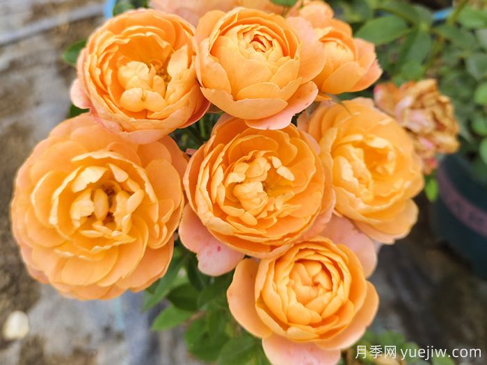 为什么大家独爱果汁阳台月季?(图1) 为什么大家独爱果汁阳台月季?(图1)