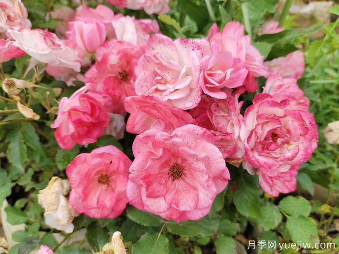 推荐6种藤本月季品种,耐晒花期长(图3) 推荐6种藤本月季品种,耐晒花期长(图3)