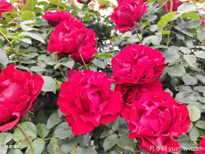 推荐6种藤本月季品种,耐晒花期长(图4) 推荐6种藤本月季品种,耐晒花期长(图4)