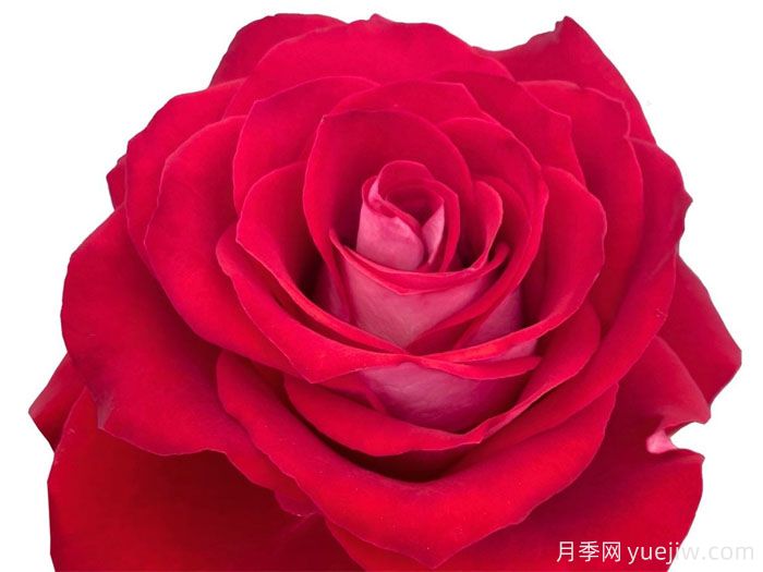 冰上火月季/冰上芭蕾月季(图1) 冰上火月季/冰上芭蕾月季(图1)