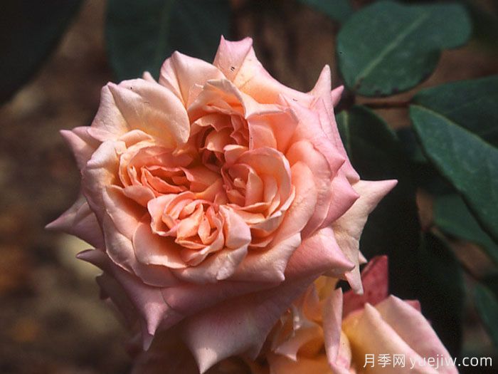 伯克利夫人月季(图2) 伯克利夫人月季(图2)