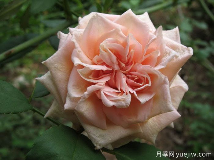 伯克利夫人月季(图1) 伯克利夫人月季(图1)