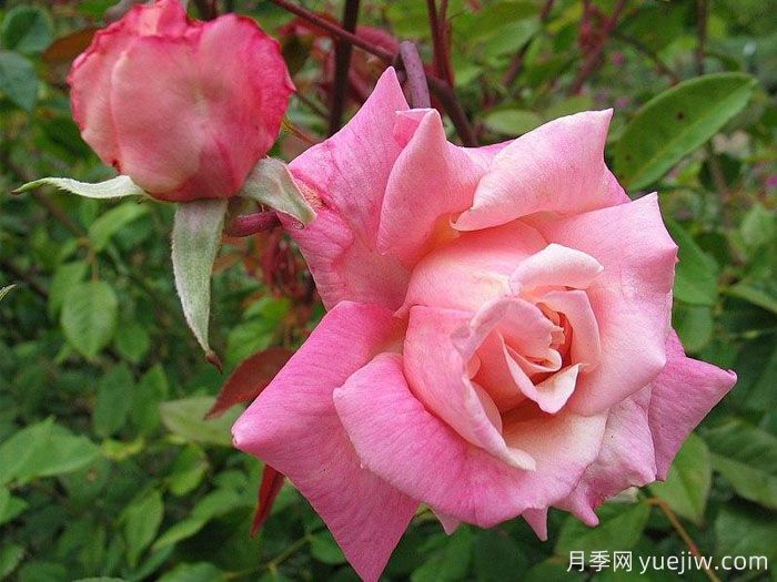 伯克利夫人月季(图3) 伯克利夫人月季(图3)