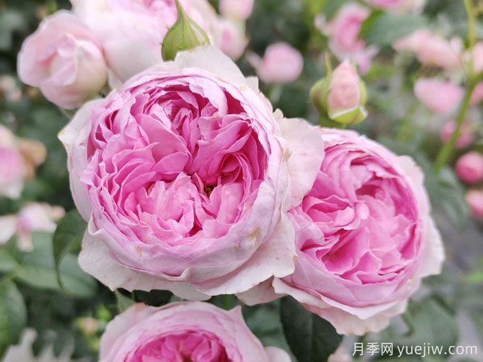 推荐20个无刺或少刺的月季品种(图2)