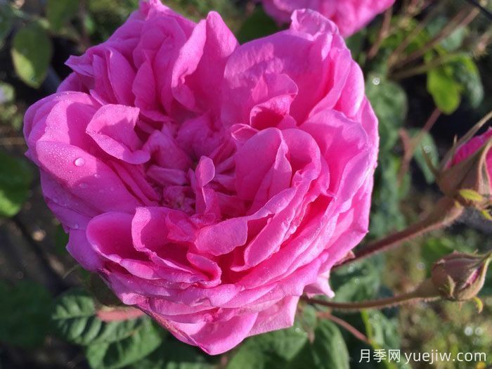 布莱塔月季/布列塔(图1) 布莱塔月季/布列塔(图1)