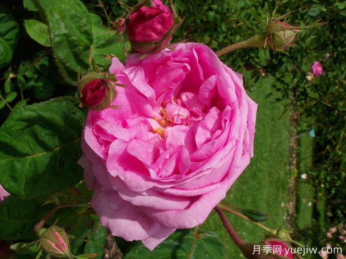 布莱塔月季/布列塔(图2) 布莱塔月季/布列塔(图2)