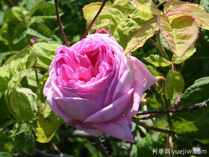 布莱塔月季/布列塔(图3) 布莱塔月季/布列塔(图3)