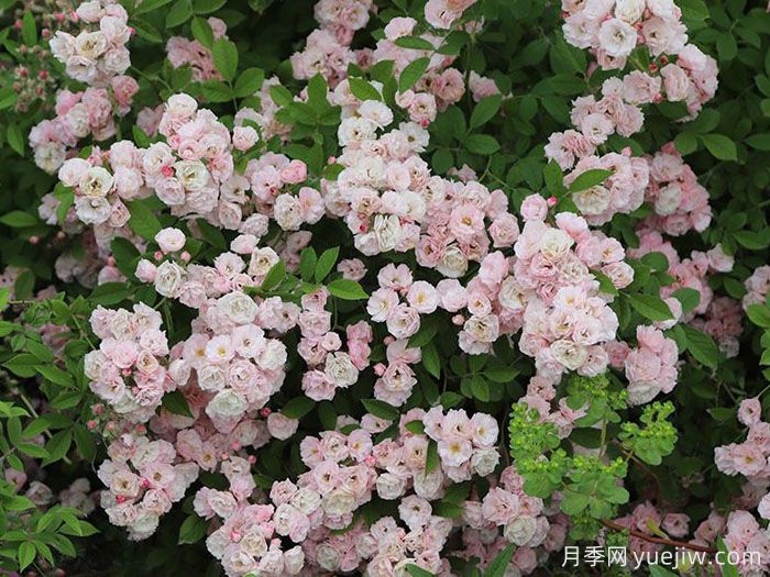 群舞月季(图2) 群舞月季(图2)