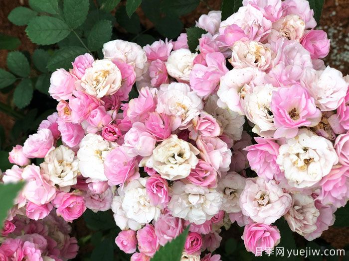 群舞月季(图1) 群舞月季(图1)