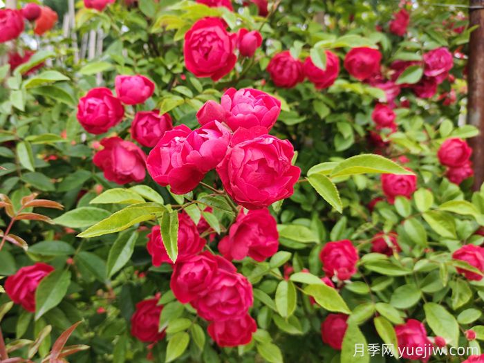 如何搭配花卉和地被植物来营造丰富的景观效果?(图3) 如何搭配花卉和地被植物来营造丰富的景观效果?(图3)