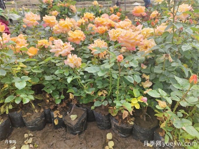 夏季管理盆花月季注意哪些?月季花有哪三大作用?(图1) 夏季管理盆花月季注意哪些?月季花有哪三大作用?(图1)