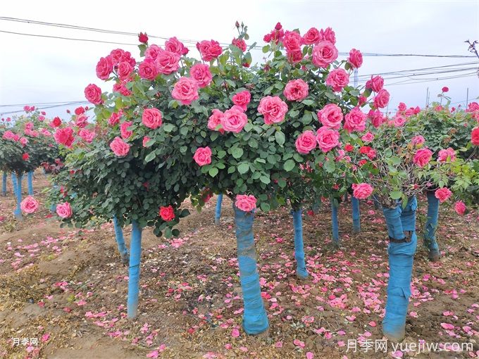 月季施肥科普:有机肥、复混肥、水溶肥、缓释肥(图1) 月季施肥科普:有机肥、复混肥、水溶肥、缓释肥(图1)