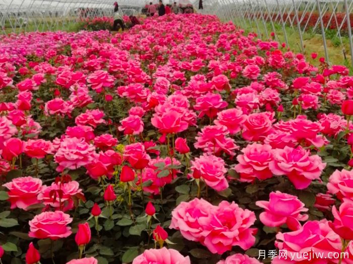 让月季花开满园?通过四大关键步骤(图1) 让月季花开满园?通过四大关键步骤(图1)