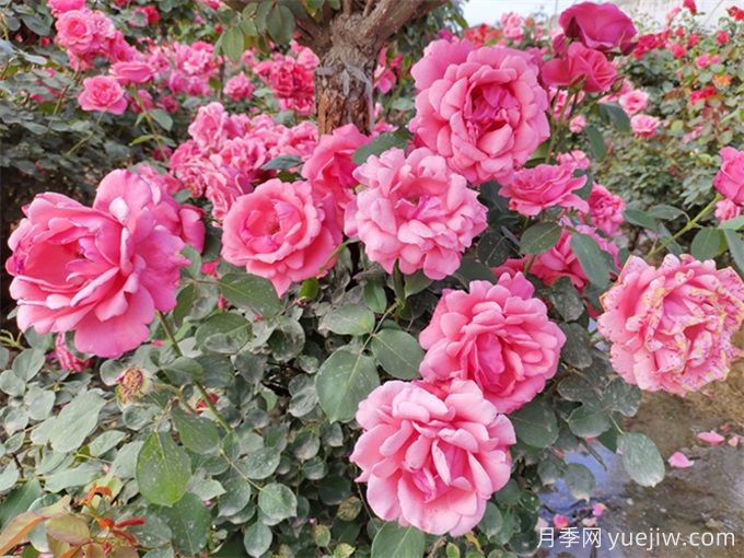 让月季花开满园?通过四大关键步骤(图3) 让月季花开满园?通过四大关键步骤(图3)