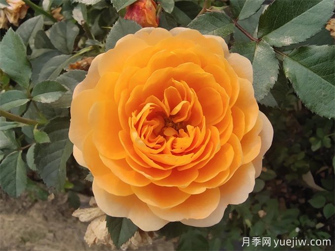 阳台养果汁阳台月季办法,分享种植心得(图1) 阳台养果汁阳台月季办法,分享种植心得(图1)