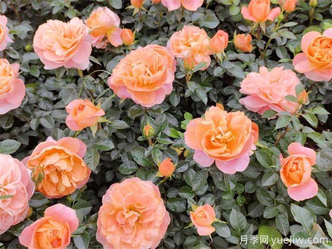 阳台养果汁阳台月季办法,分享种植心得(图2) 阳台养果汁阳台月季办法,分享种植心得(图2)