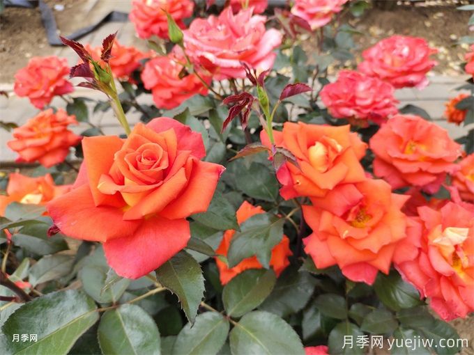 月季花的种类有很多,怎么区分你知道吗?(图1) 月季花的种类有很多,怎么区分你知道吗?(图1)