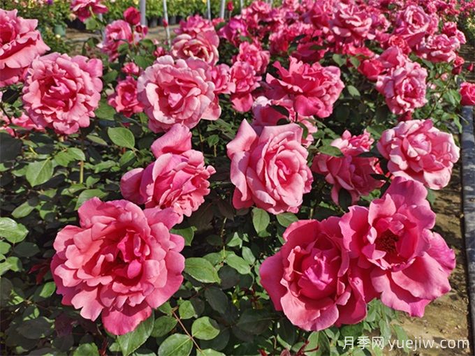 月季花的主要种类和品种有哪些(图2) 月季花的主要种类和品种有哪些?(图2)