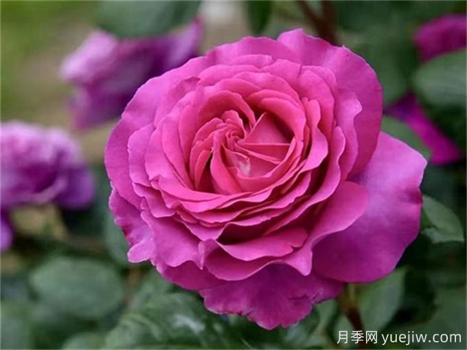 分享15种超香月季品种,香味控花友必备(图4) 分享15种超香月季品种,香味控花友必备(图4)