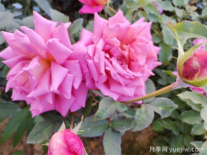 月季花的浇水时间(图1) 月季花的浇水时间(图1)