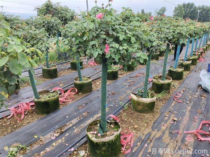 夏秋季节移植树状月季的养护管理(图2) 夏秋季节移植树状月季的养护管理(图2)