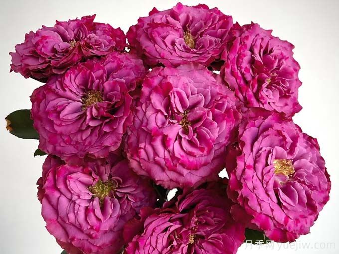 紫霄月季(图1) 紫霄月季(图1)