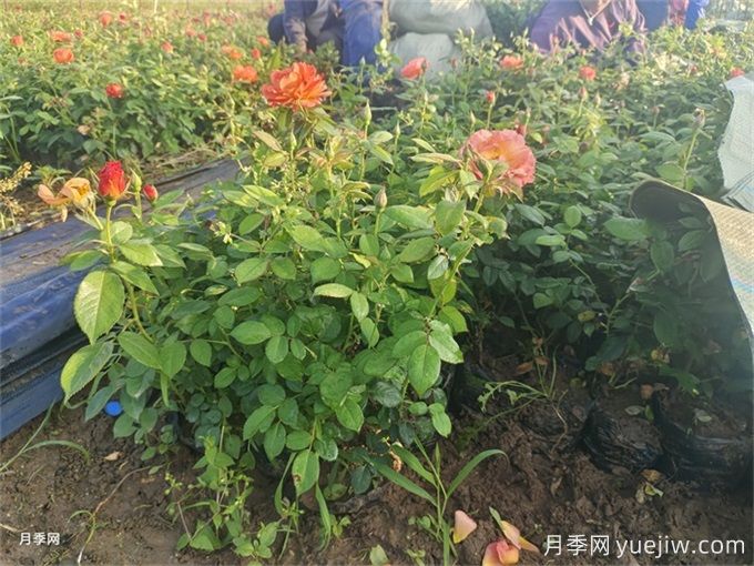 月季入秋花事全掌握,修建施肥,秋花想不美都难(图2) 月季入秋花事全掌握,修剪施肥,秋花想不美都难(图2)