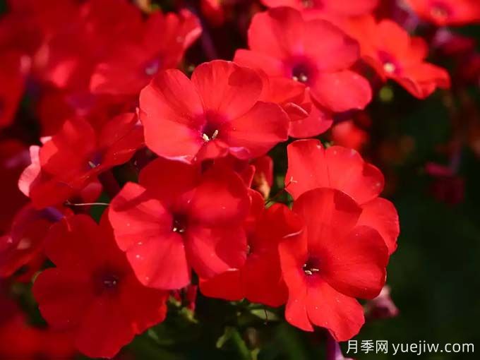 红色福禄考梅迪兰月季Phlox Meidiland(图1)