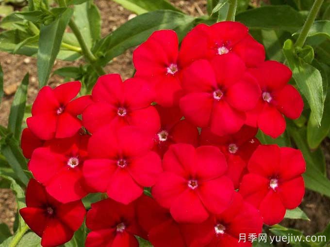 红色福禄考梅迪兰月季Phlox Meidiland(图3)