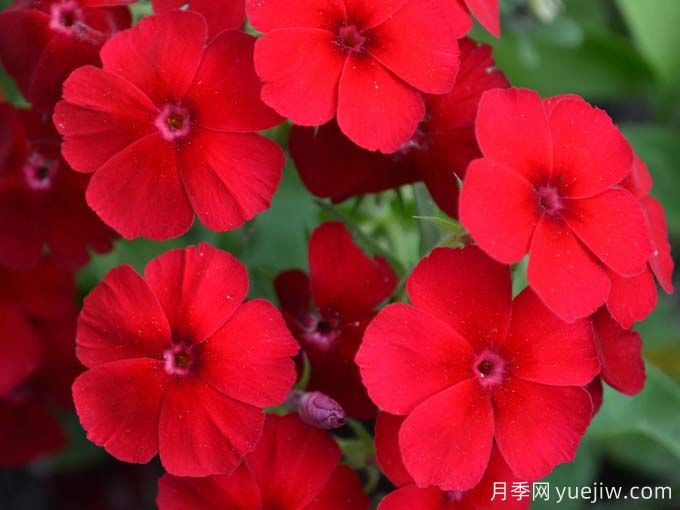 红色福禄考梅迪兰月季Phlox Meidiland(图2)