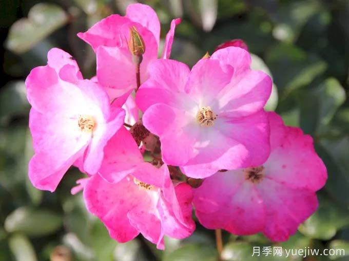 福禄考玫迪兰/福禄考梅迪兰Phlox Meidiland(图2)