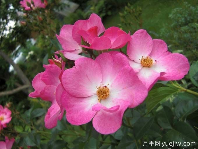 福禄考玫迪兰/福禄考梅迪兰Phlox Meidiland(图1)